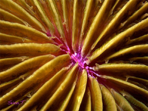 Mushroom coral. by Sven Tramaux 
